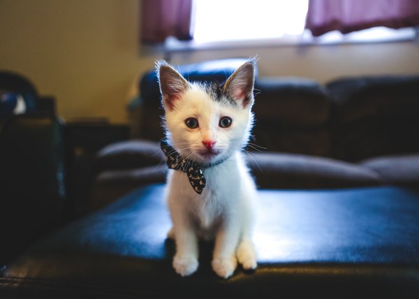 Les erreurs à éviter avec un chaton